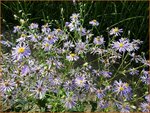 Aster macrophyllus 'Twilight' | Aster | Gro&szlig;bl&auml;ttrige Aster