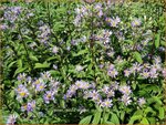 Aster radula 'August Sky' | Aster | Raspel-Aster