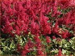 Astilbe 'Montgomery' | Pluimspirea, Spirea | Prachtspiere