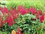 Astilbe 'Montgomery' | Pluimspirea, Spirea | Prachtspiere