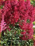 Astilbe 'Montgomery' | Pluimspirea, Spirea | Prachtspiere