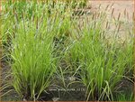 Carex elata 'Aurea' | Stijve zegge, Zegge | Steife Segge
