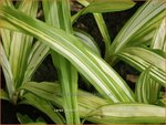 Carex siderosticha 'Shiro' | Breedbladzegge, Zegge