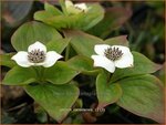 Cornus canadensis | Canadese kornoelje | Kissen-Hartriegel