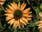 Echinacea purpurea 'Big Kahuna' | Zonnehoed | Roter Sonnenhut