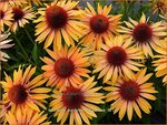 Echinacea purpurea 'Big Kahuna' | Zonnehoed | Roter Sonnenhut