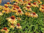 Echinacea purpurea 'Big Kahuna' | Zonnehoed | Roter Sonnenhut