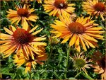 Echinacea purpurea 'Big Kahuna' | Zonnehoed | Roter Sonnenhut