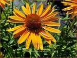 Echinacea purpurea 'Big Kahuna' | Zonnehoed | Roter Sonnenhut