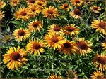 Echinacea purpurea 'Big Kahuna' | Zonnehoed | Roter Sonnenhut