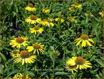 Echinacea purpurea 'Cleopatra' | Zonnehoed | Roter Sonnenhut