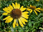 Echinacea purpurea 'Cleopatra' | Zonnehoed | Roter Sonnenhut