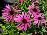 Echinacea purpurea 'Purple Emperor' | Zonnehoed | Roter Sonnenhut