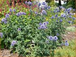  Echinops ritro 'Veitch's Blue' | Kogeldistel | Blaue Kugeldistel