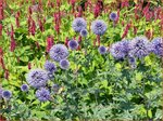   Echinops ritro 'Veitch's Blue' | Kogeldistel | Blaue Kugeldistel