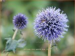 Echinops ritro 'Veitch's Blue' | Kogeldistel