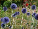   Echinops ritro 'Veitch's Blue' | Kogeldistel | Blaue Kugeldistel
