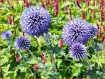   Echinops ritro 'Veitch's Blue' | Kogeldistel | Blaue Kugeldistel