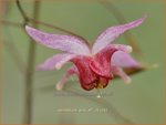Epimedium 'Pink Elf' | Elfenbloem | Elfenblume