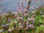 Epimedium 'Pink Elf' | Elfenbloem | Elfenblume
