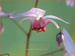 Epimedium 'Pink Elf' | Elfenbloem | Elfenblume