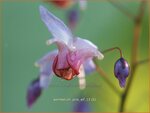 Epimedium 'Pink Elf' | Elfenbloem | Elfenblume
