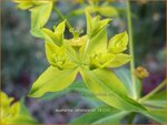 Euphorbia ceratocarpa | Wolfsmelk | Hornfr&uuml;chtige Wolfsmilch