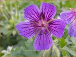 Geranium ibericum 'Vital' | Ooievaarsbek, Tuingeranium | Kaukasischer Storchenschnabel