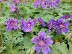 Geranium ibericum 'Vital' | Ooievaarsbek, Tuingeranium | Kaukasischer Storchenschnabel