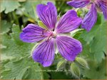 Geranium ibericum 'Vital' | Ooievaarsbek, Tuingeranium | Kaukasischer Storchenschnabel