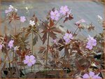 Geranium maculatum 'Elizabeth Ann' | Gevlekte ooievaarsbek, Ooievaarsbek, Tuingeranium, Geranium | Amerikanischer Sto