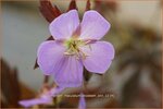 Geranium maculatum 'Elizabeth Ann' | Gevlekte ooievaarsbek, Ooievaarsbek, Tuingeranium, Geranium | Amerikanischer Sto