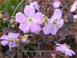 Geranium maculatum 'Elizabeth Ann' | Gevlekte ooievaarsbek, Ooievaarsbek, Tuingeranium, Geranium | Amerikanischer Sto