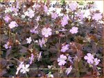 Geranium maculatum 'Elizabeth Ann' | Gevlekte ooievaarsbek, Ooievaarsbek, Tuingeranium, Geranium | Amerikanischer Sto