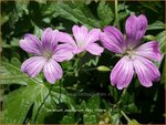 Geranium oxonianum 'Lady Moore' | Ooievaarsbek, Tuingeranium | Oxford-Storchschnabel