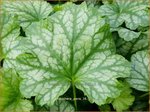 Heuchera 'Paris' | Purperklokje | Purpurgl&ouml;ckchen