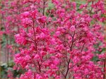 Heuchera 'Paris' | Purperklokje | Purpurgl&ouml;ckchen