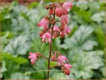 Heuchera 'Paris' | Purperklokje | Purpurgl&ouml;ckchen