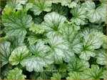 Heuchera 'Paris' | Purperklokje | Purpurgl&ouml;ckchen