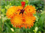Hieracium aurantiacum | Oranje havikskruid, Havikskruid | Orangerotes Habichtskraut | Orange Hawkweed
