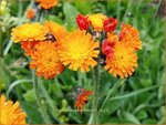 Hieracium aurantiacum | Oranje havikskruid, Havikskruid | Orangerotes Habichtskraut | Orange Hawkweed