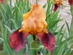 Iris germanica 'Howard Weed' | Baardiris, Iris, Lis | Hohe Bart-Schwertlilie