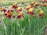 Iris germanica 'Howard Weed' | Baardiris, Iris, Lis | Hohe Bart-Schwertlilie