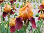 Iris germanica 'Howard Weed' | Baardiris, Iris, Lis | Hohe Bart-Schwertlilie