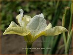 Iris sibirica 'Butter and Sugar' | Siberische iris, Lis, Iris | Sibirische Schwertlilie | Siberian Iris