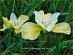Iris sibirica 'Butter and Sugar' | Siberische iris, Lis, Iris | Sibirische Schwertlilie | Siberian Iris