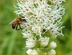 Liatris spicata 'Floristan Wei&szlig;' | Prachtschaarde, Knopige slangenwortel | &Auml;hrige Prachtscharte