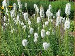 Liatris spicata 'Floristan Wei&szlig;' | Prachtschaarde, Knopige slangenwortel | &Auml;hrige Prachtscharte