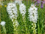 Liatris spicata 'Floristan Wei&szlig;' | Prachtschaarde, Knopige slangenwortel | &Auml;hrige Prachtscharte