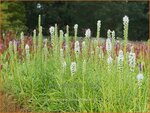 Liatris spicata 'Floristan Wei&szlig;' | Prachtschaarde, Knopige slangenwortel | &Auml;hrige Prachtscharte